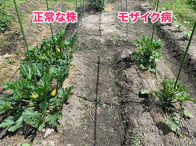 モザイク病とは？症状、原因、対策を徹底解説Tom'ｓすろ〜らいふ