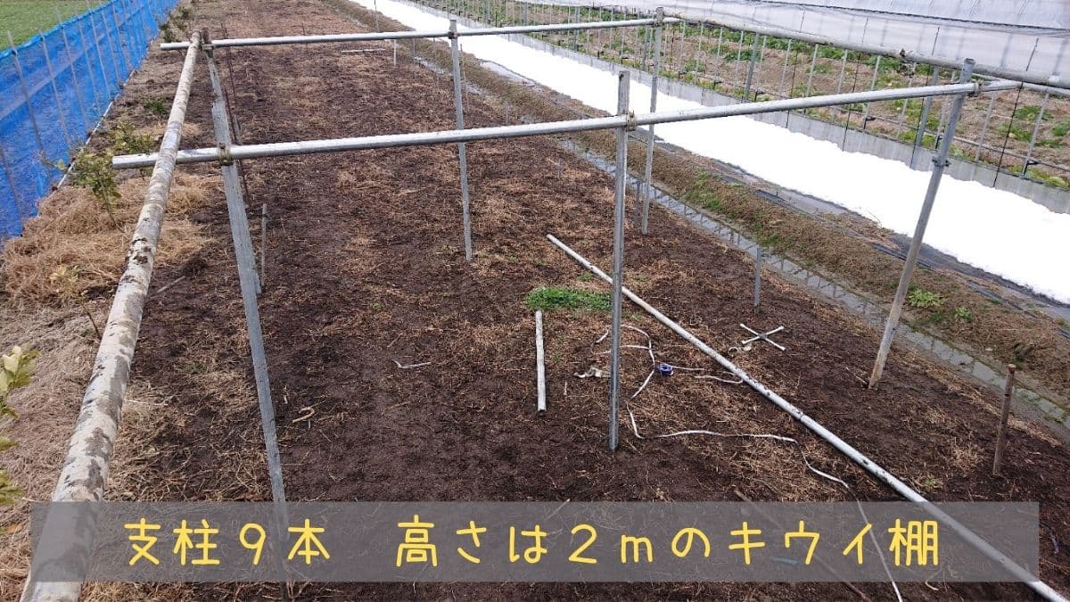 キウイの棚について注意点