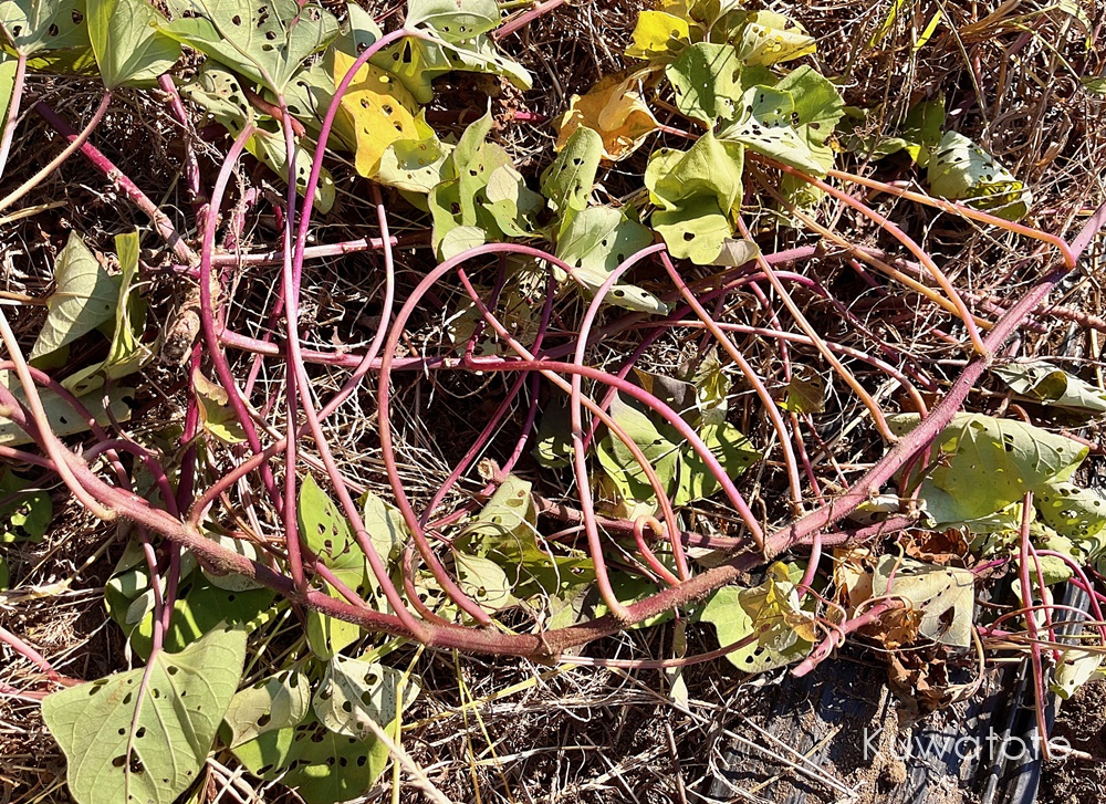 さつまいもツル – 滋賀竜王まるしぇ
