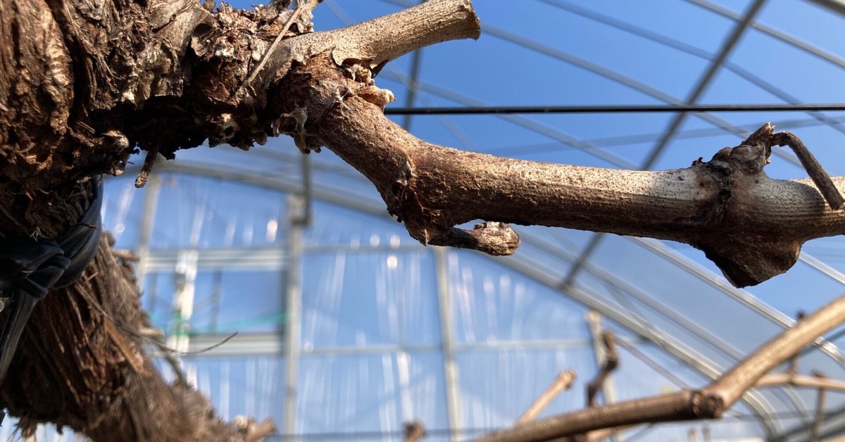 シャインマスカット2年目の芽かき元気な樹を育てるための基本作業じいじ to にゃーこにゃーこ🐾