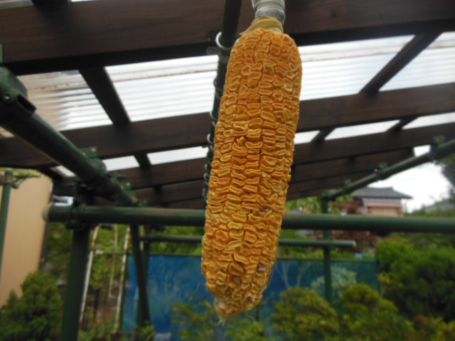 トウモロコシ 種から の記録「トウモロコシさんの間引き」：まいはるりくさんの日記 by 菜園ナビ