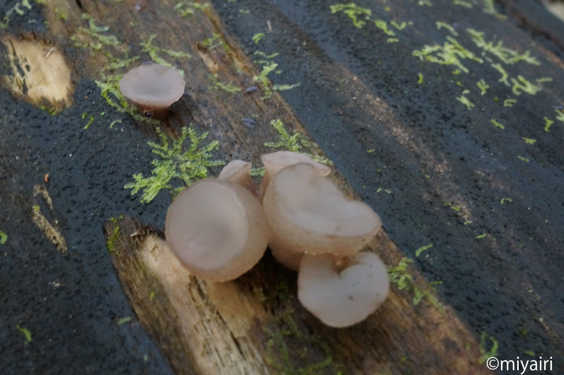 ヒイロチャワンタケ 緋色茶碗茸 → 食べなくもない : 世話要らずの庭