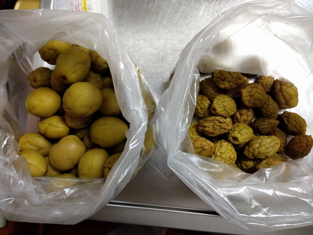 出来上がった梅酒の小分けどうしてますか？温故知新 発酵主婦の前向き生活