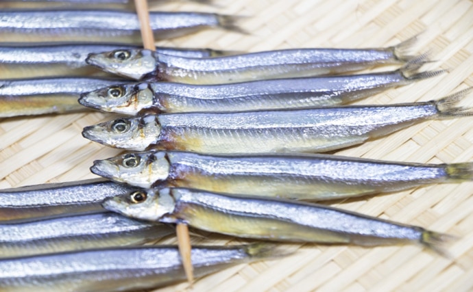 きびなご「生」丸宗水産