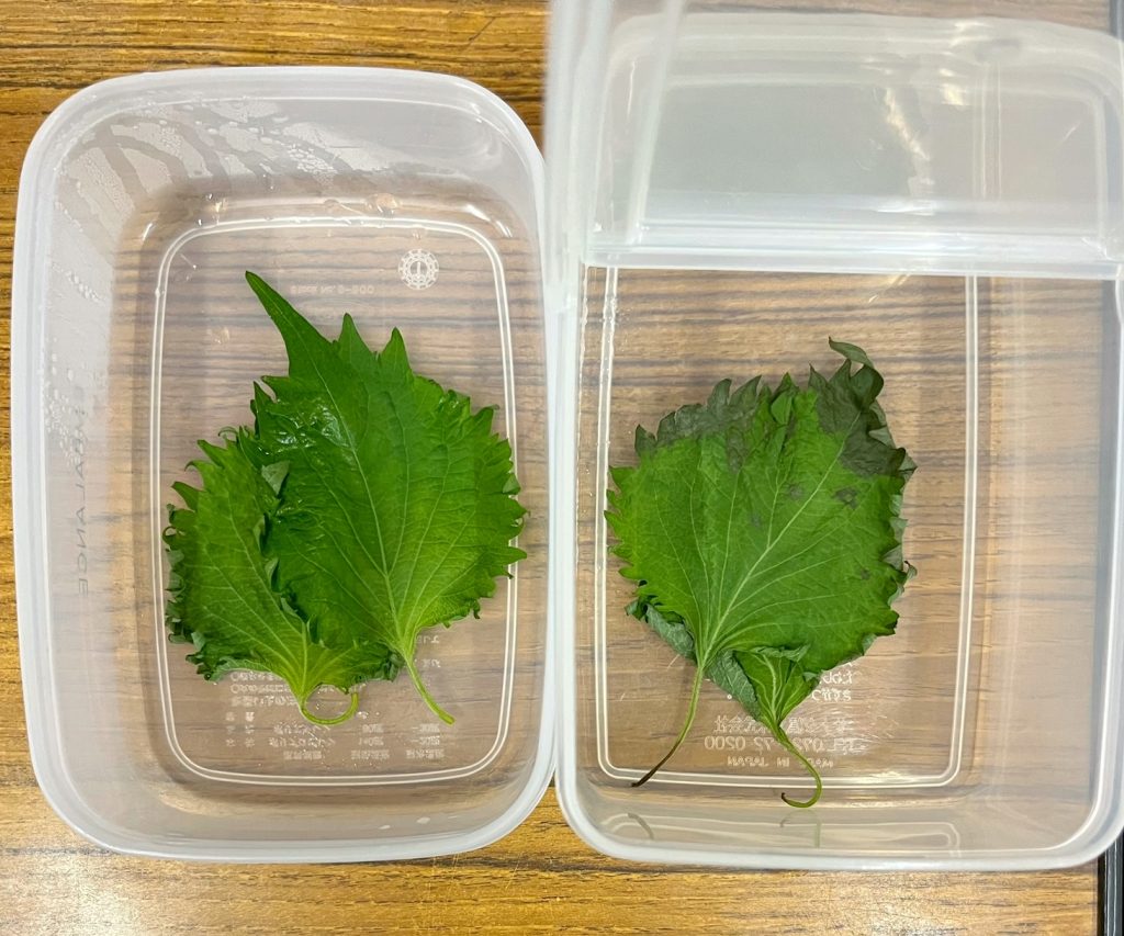 根付きフレッシュ野菜について - jardin-fresco ハルディンフレスコ