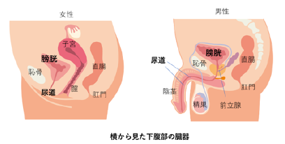 膣の中には何センチの長さのペニスが入る？深さはどんな？平均はどのくらい？ | 【きもイク】気持ちよくイクカラダ