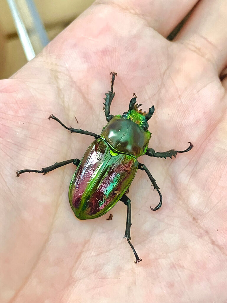 クワガタはどうやって見つければよいの？生態やエサの与え方についてご紹介comottocomottoコラム - NTTドコモ