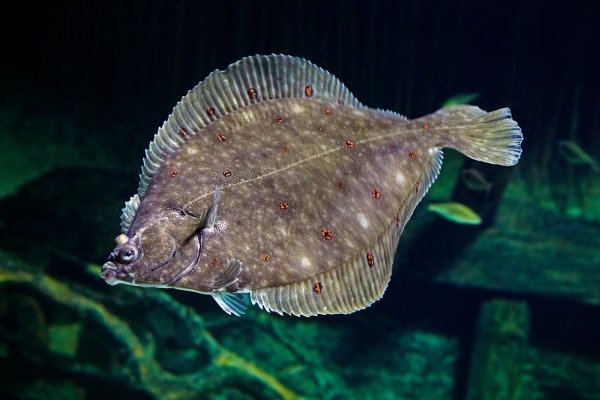 福島県産のカレイです🐟 カレイ？ヒラメ？ 私はヒラメに見えるんだけど みんなはどちらに見える？笑 もはやカレイとかヒラメとか全くわからないんだが😇でもカレイとして来たからカレイらしい← 栄養価はショップでご確認ください！ 全てのものがそうなんですが