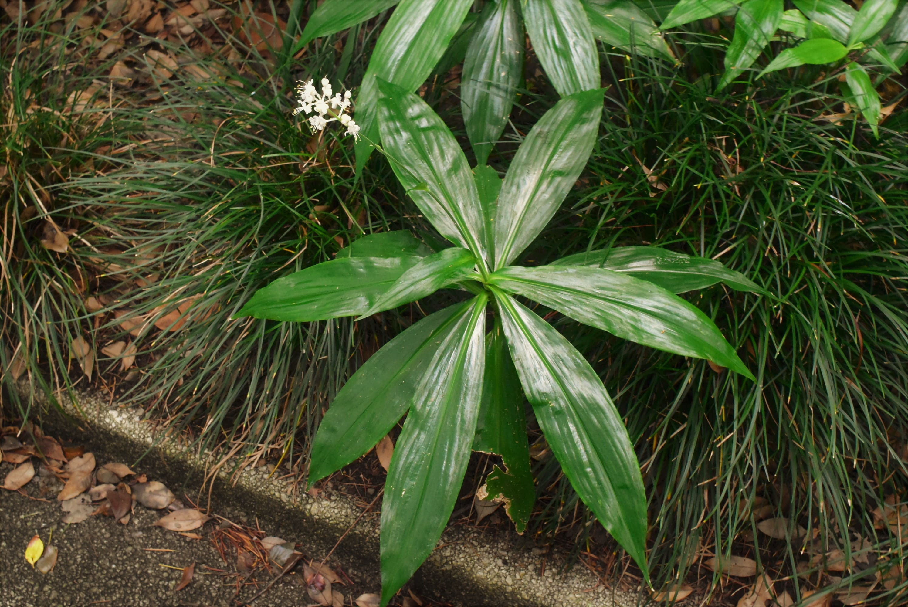 ハナミョウガ - Wikipedia