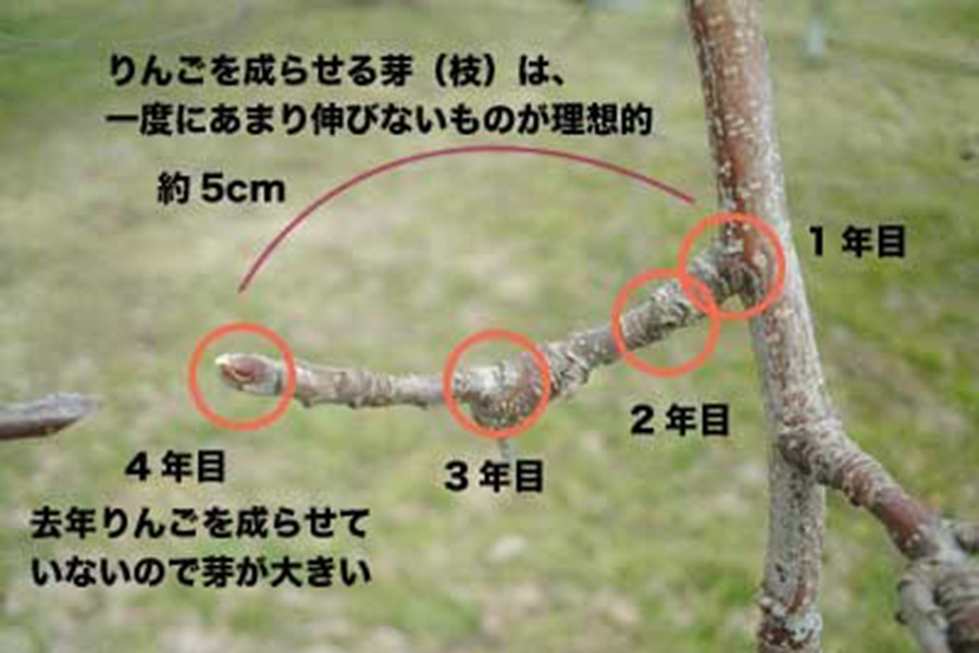 果実のプロが伝授！「春のりんご」の選び方農畜産物長野県のおいしい食べ方