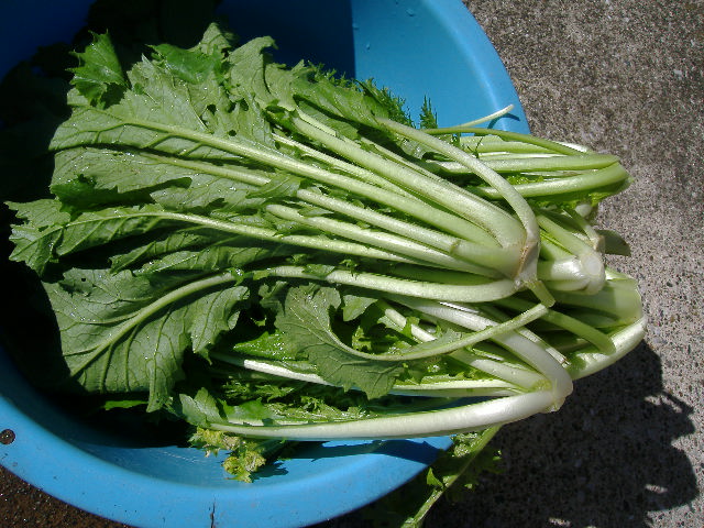 suiのお野菜株式会社sui