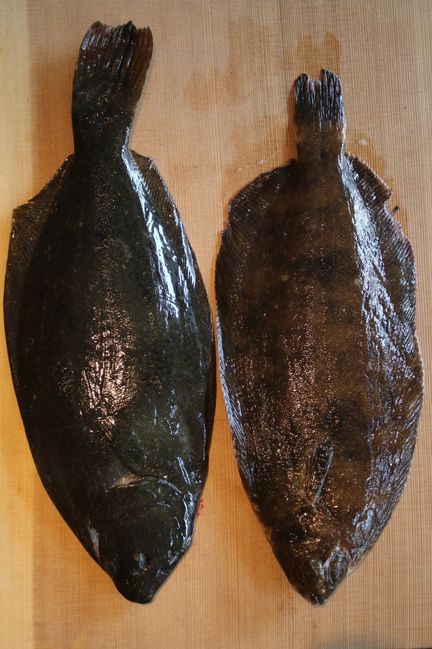 カレイにヒラメよく似たおいしい魚たち - 魚河岸ウォーカ