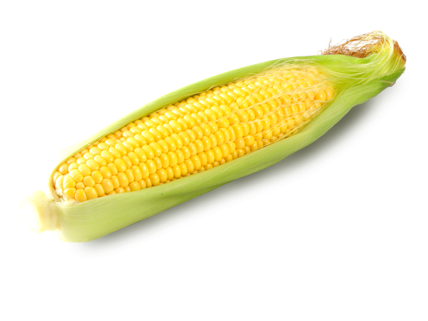 インカ文明を支えた農作物「トウモロコシ」の不思議風景写真家・松井章のブログ