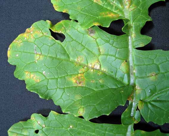 ダイコン白い粉のようなものを発見したら 白さび病ミライ菜園