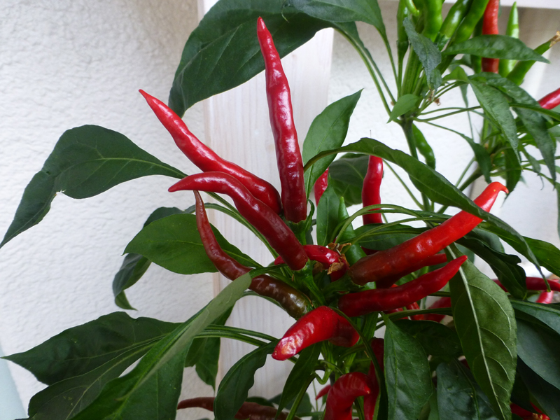 唐辛子が赤くならない！赤くなるのに必要な2つの要素とは - 農業屋