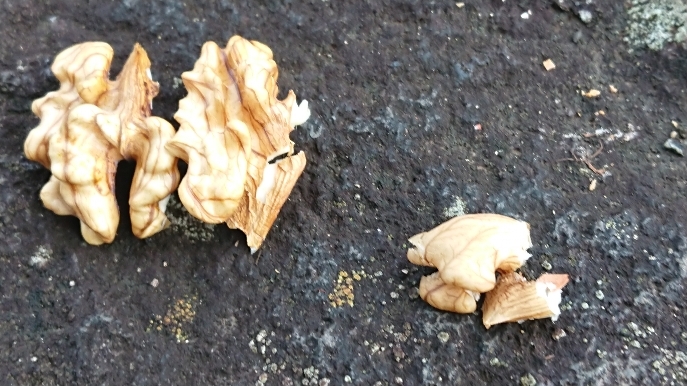 2006 09 10 クルミの世界