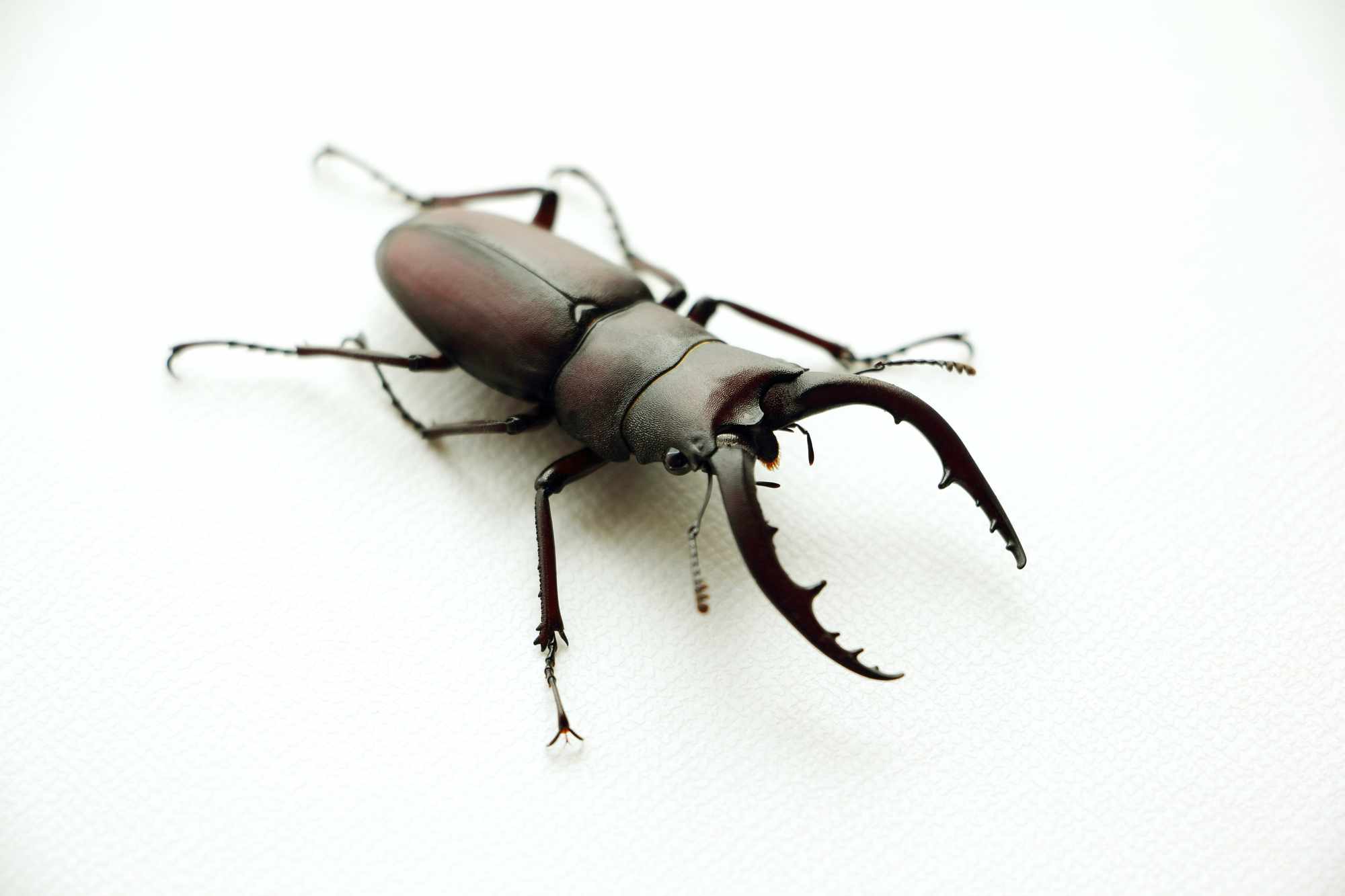 ニジイロクワガタの飼育方法 産卵方法＆幼虫飼育方法- クワガタ・カブトムシ飼育情報：月夜野きのこ園