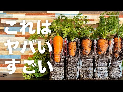 育てるスープシリーズ 青ネギとミニキャロット🍀GreenSnap グリーンスナップ