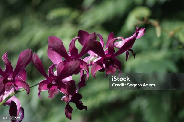 ソーセージノキ植物図鑑海洋博公園 Official Site