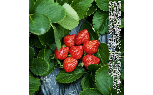 🍓大きなあまおうがサンドされた最中🍓 福岡の太宰府にある 天山 太宰府本店 @tenzan_dazaifuさん . ︎︎︎︎☑︎いちご大福最中 各700円八女抹茶・粒餡・白餡. あまおういちご団子に続き、今年も最中が登場してます😋💘 1口で入らないくらいの大きなあまおうが