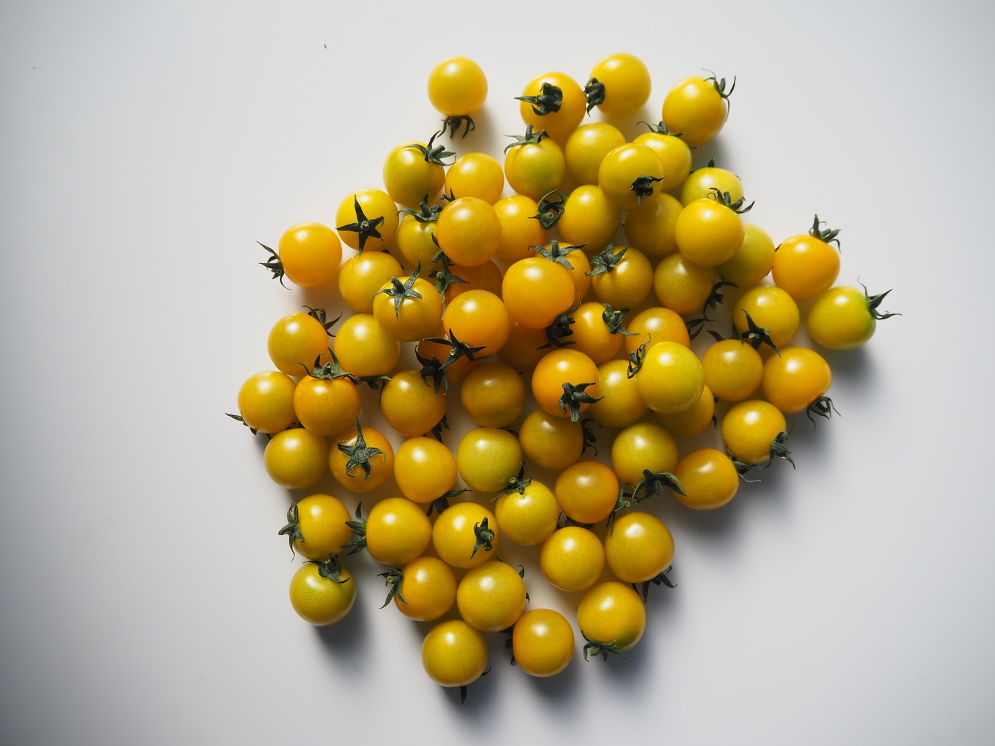 手間いらずの黄色いミニトマト発売 トキタ種苗ニュース生産資材JAcom 農業協同組合新聞