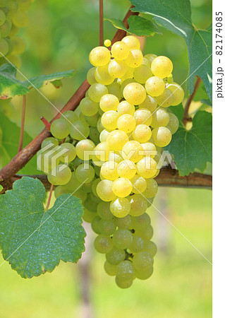 ブドウ 欧州系2倍体 シャルドネ 苗 販売 苗木部 By 花ひろばオンライン