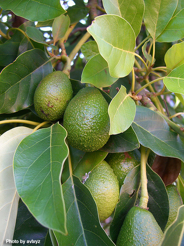 アボカドを美しい観葉植物に育てたい!そだレポ 栽培レポート byeniみんなの趣味の園芸