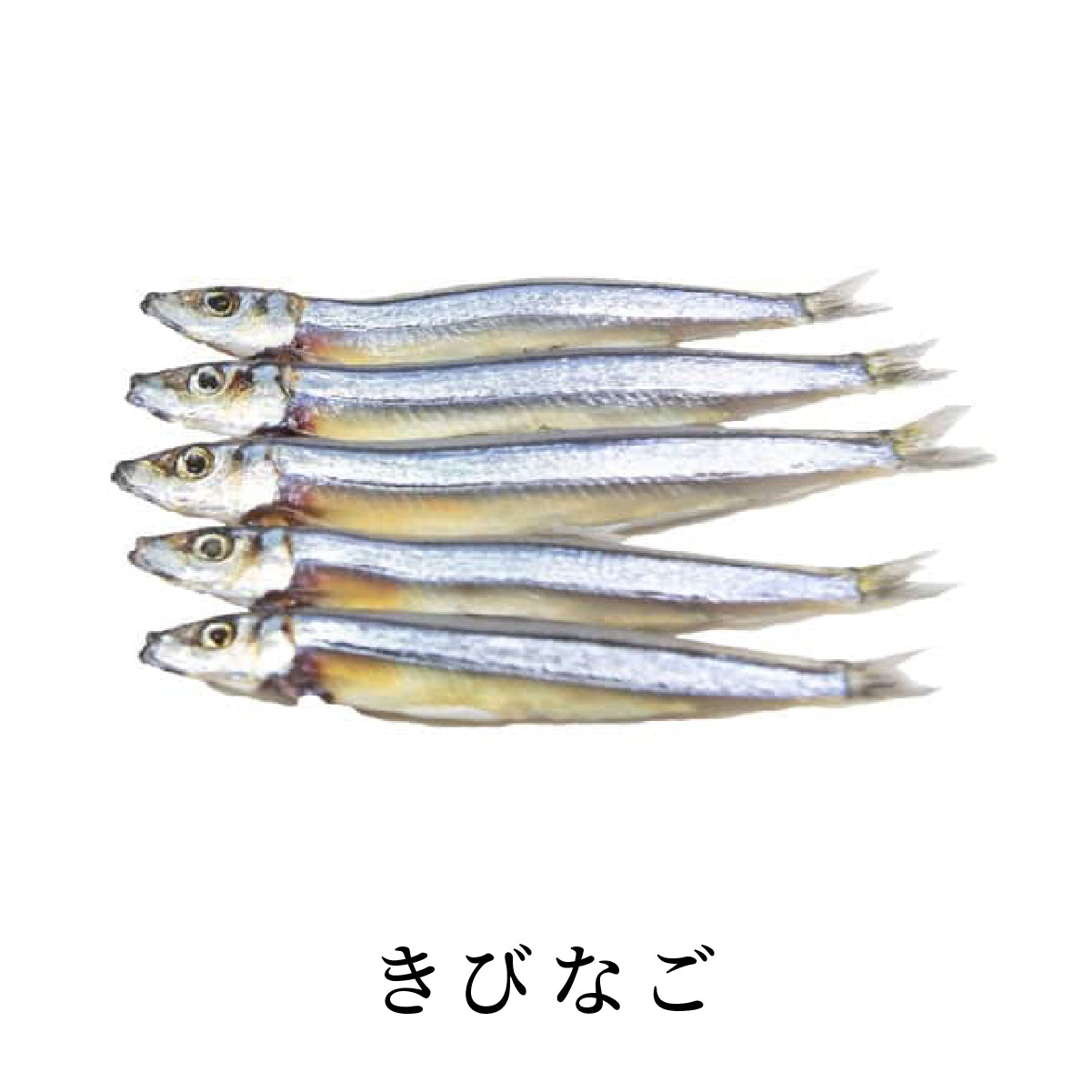 一番人気 冷凍きびなご2kg - 柳川熱帯魚オンラインショップ