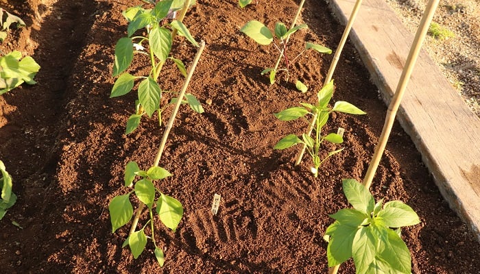 ピーマンの3本仕立て大好き☆ベランダ菜園
