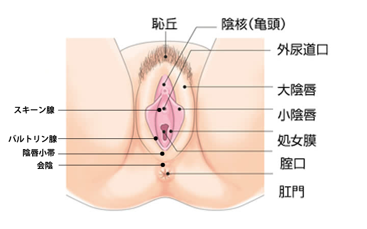 Amazon.co.jp: モデル雌性器官、子宮の解剖学的構造の外部および内部の変化ヒトの解剖学的モデル（2部） : 産業・研究開発用品