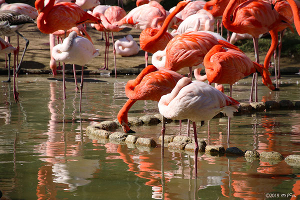 フラミンゴの不思議!体がピンク色なのはなぜ?なぜ片足で立つ