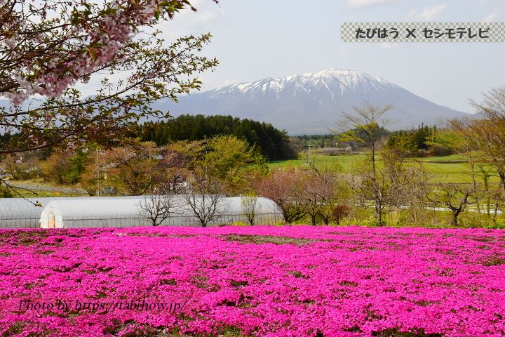 大船渡市の木、花、鳥（市木、市花、市鳥）