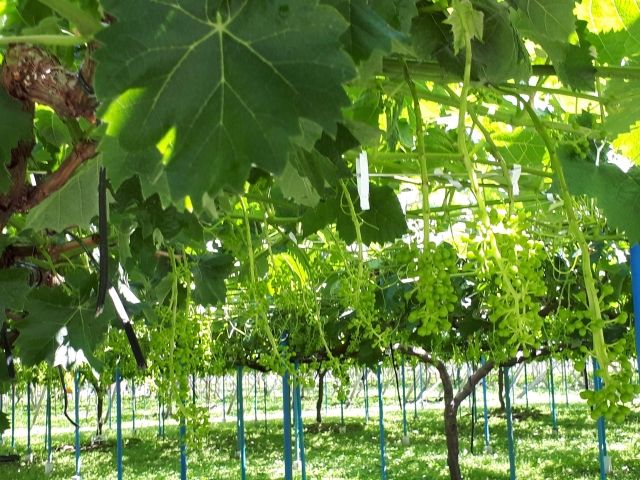 ブドウ苗の育て方楽天市場 花ひろばオンライン