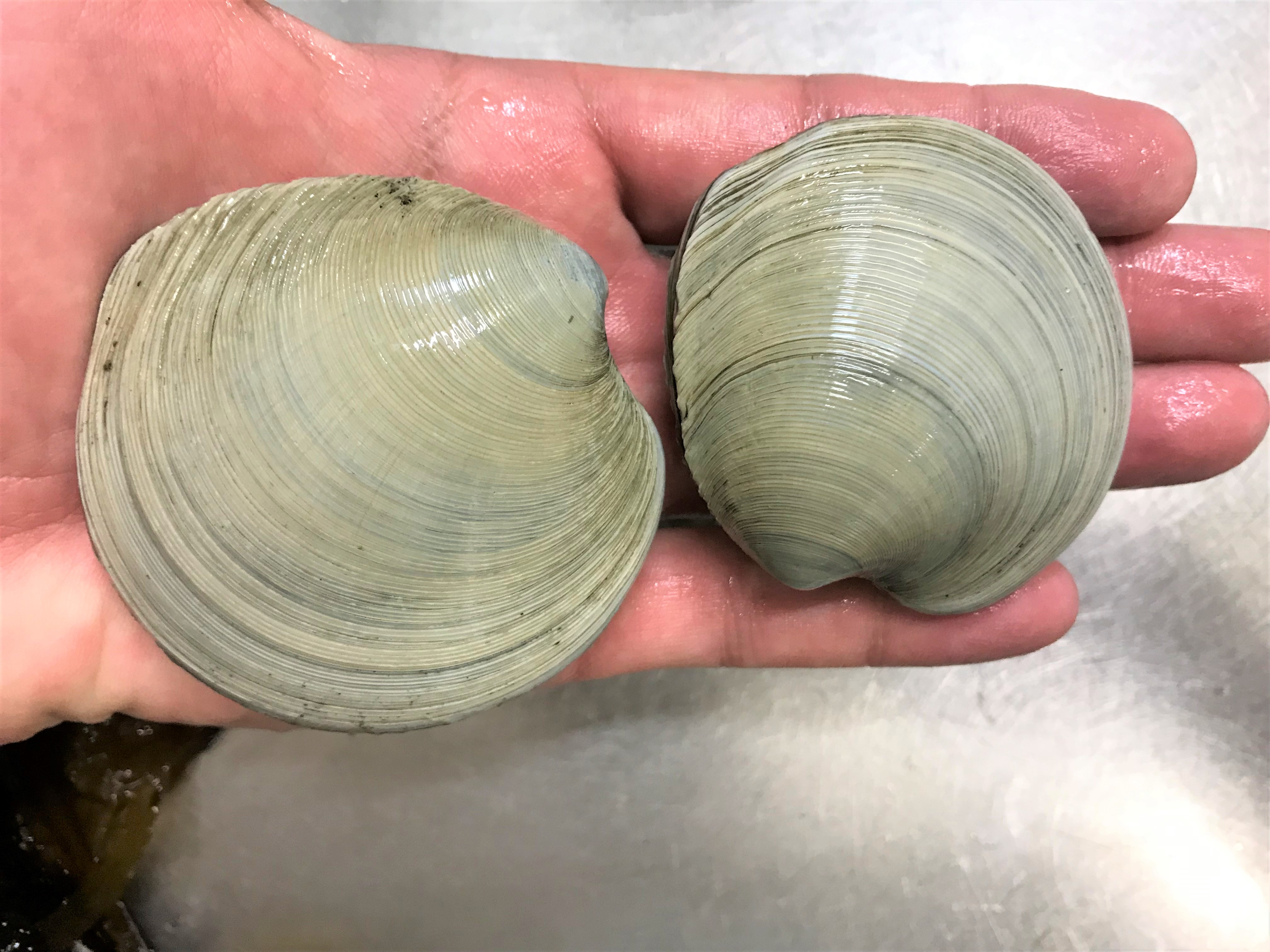 永久保存版・簡単「あさりの砂抜き」時短のコツ。意外な材料でうま味がアップする方法も!CBC MAGAZINE CBCマガジン