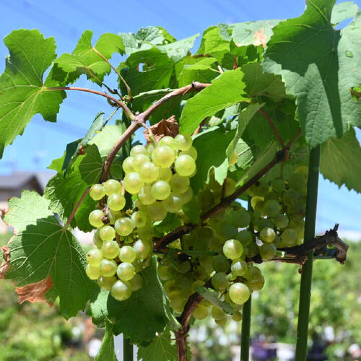 楽天市場 ぶどう 苗木白ワイン用品種 シャルドネ3年生 ウイルスフリー 接ぎ木 約1.3m 大苗 葡萄 ぶどうの木 通販 果樹 接木 苗落葉樹 つる性植物 : 苗木の専門店 グリーンでＧＯ