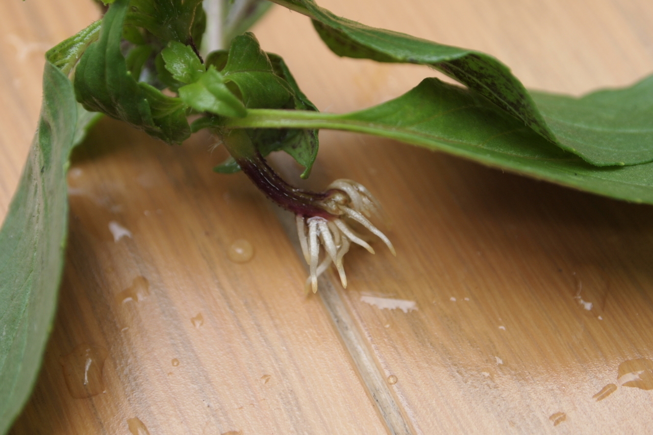 バジルは土に挿すだけで増やせる。ついでにバジルソース作りよっこさんち