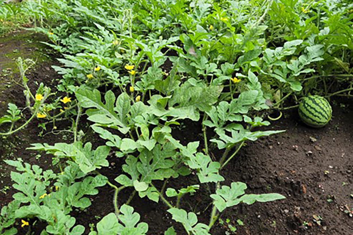 スイカ畑」の写真素材36,090件の無料イラスト画像Adobe Stock