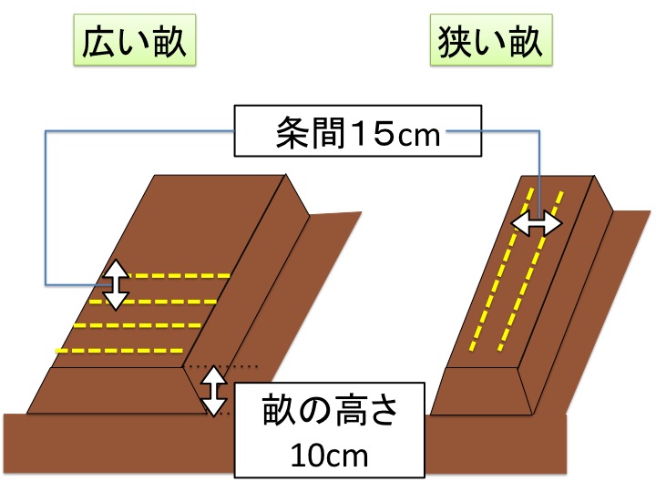ルッコラの水耕栽培スポンジで種から育てて収穫する方法を解説
