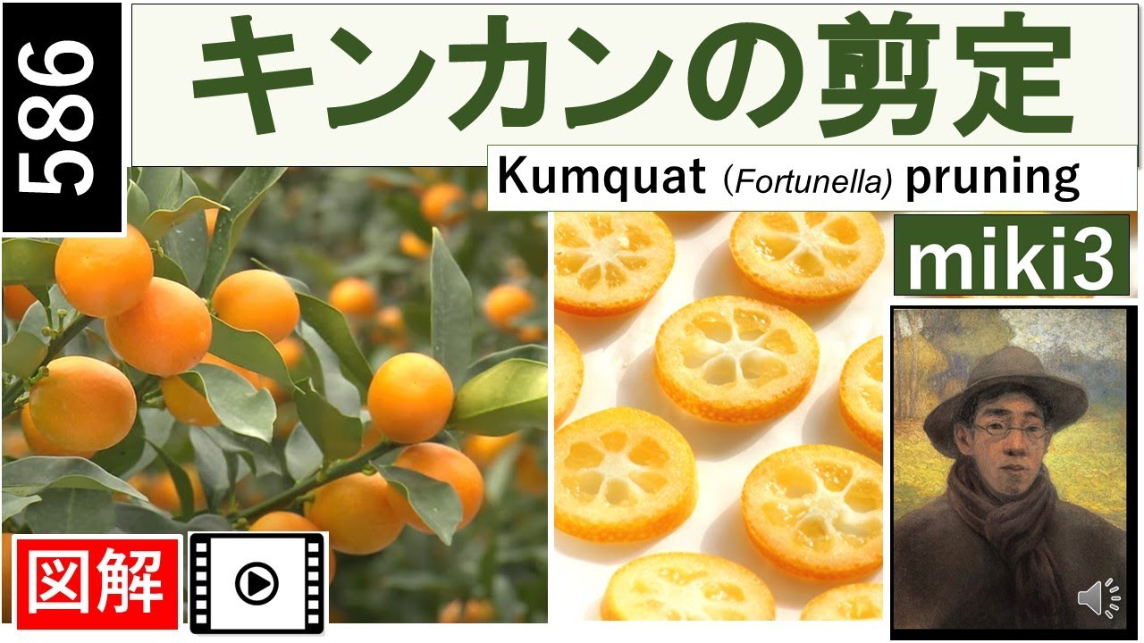 金柑の剪定。望月接骨院の徒然日記