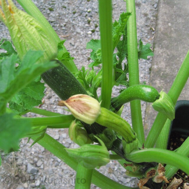 ズッキーニ、最後の１株もモザイク病に- 大好き！野菜の時間