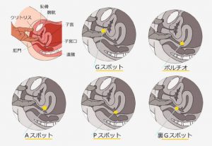 クリトリス系性感帯 Uスポットの開発と刺激方法 上級者編 |