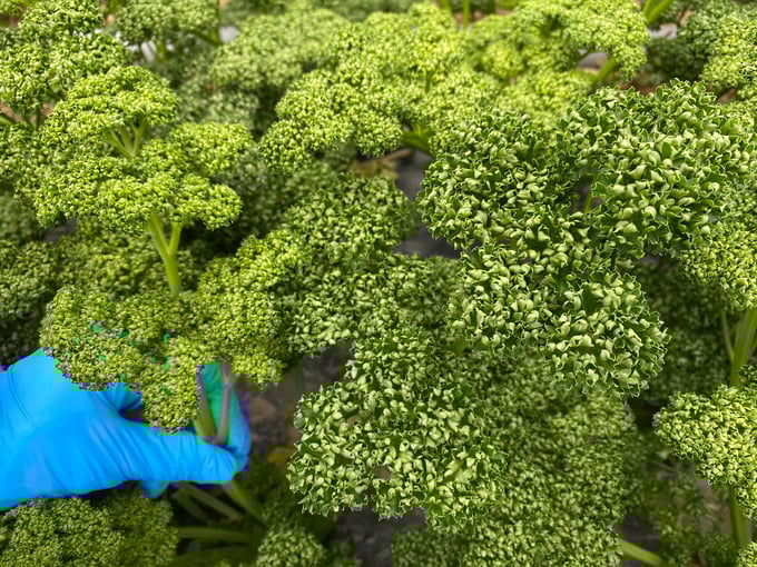 家庭菜園がはじめてでも安心！パセリの育て方 - 農業屋