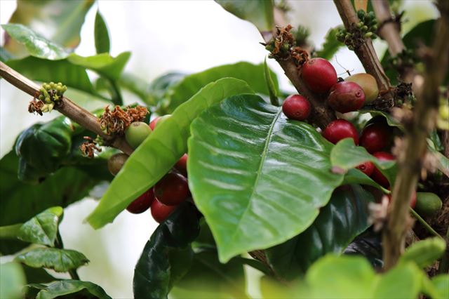 家庭でもコーヒーの実をならせよう！ コーヒーノキ コーヒーの木 の育て方となりのカインズさん