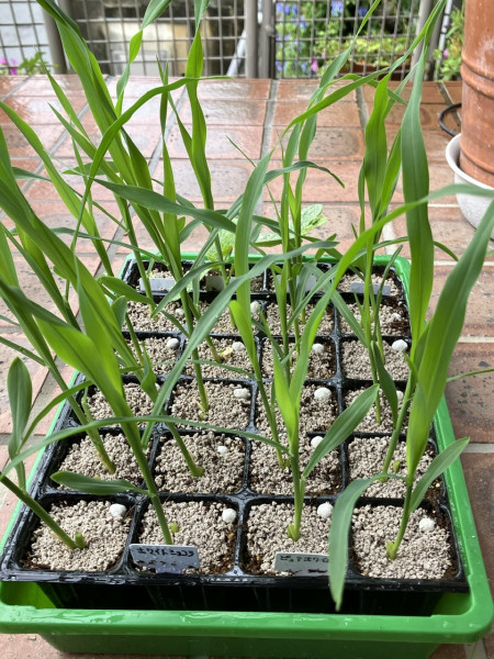 種まき家庭菜園 夏野菜 畑 土作り 土 ポット苗とうもろこし枝豆 米 稲大根 カボチャ あずき落花生 ミミズ ,畑の準備がまだなので、とりあえず種蒔きをしました🏃‍♀️💨