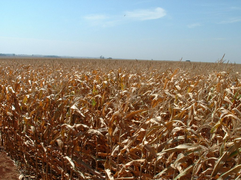 米国産とうもろこしの作柄が悪化、食肉のコスト高要因に 小菅努- エキスパート - Yahoo!ニュース