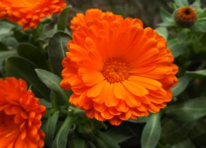 Calendula Meaning & Symbolism |