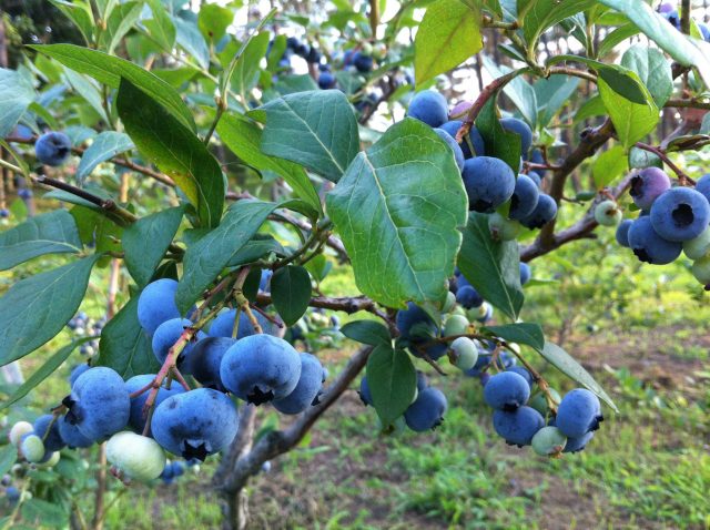 果物狩りの情報公式 熊本県観光サイト もっと、もーっと！くまもっと