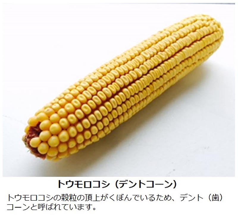 とうもろこし 茹で方や、レンジ加熱、保存、レシピなどまとめカゴメ株式会社