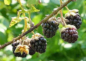 キイチゴ 木いちご ：ブラックベリー ヒマラヤ3号ポット＊ の通販園芸ネット