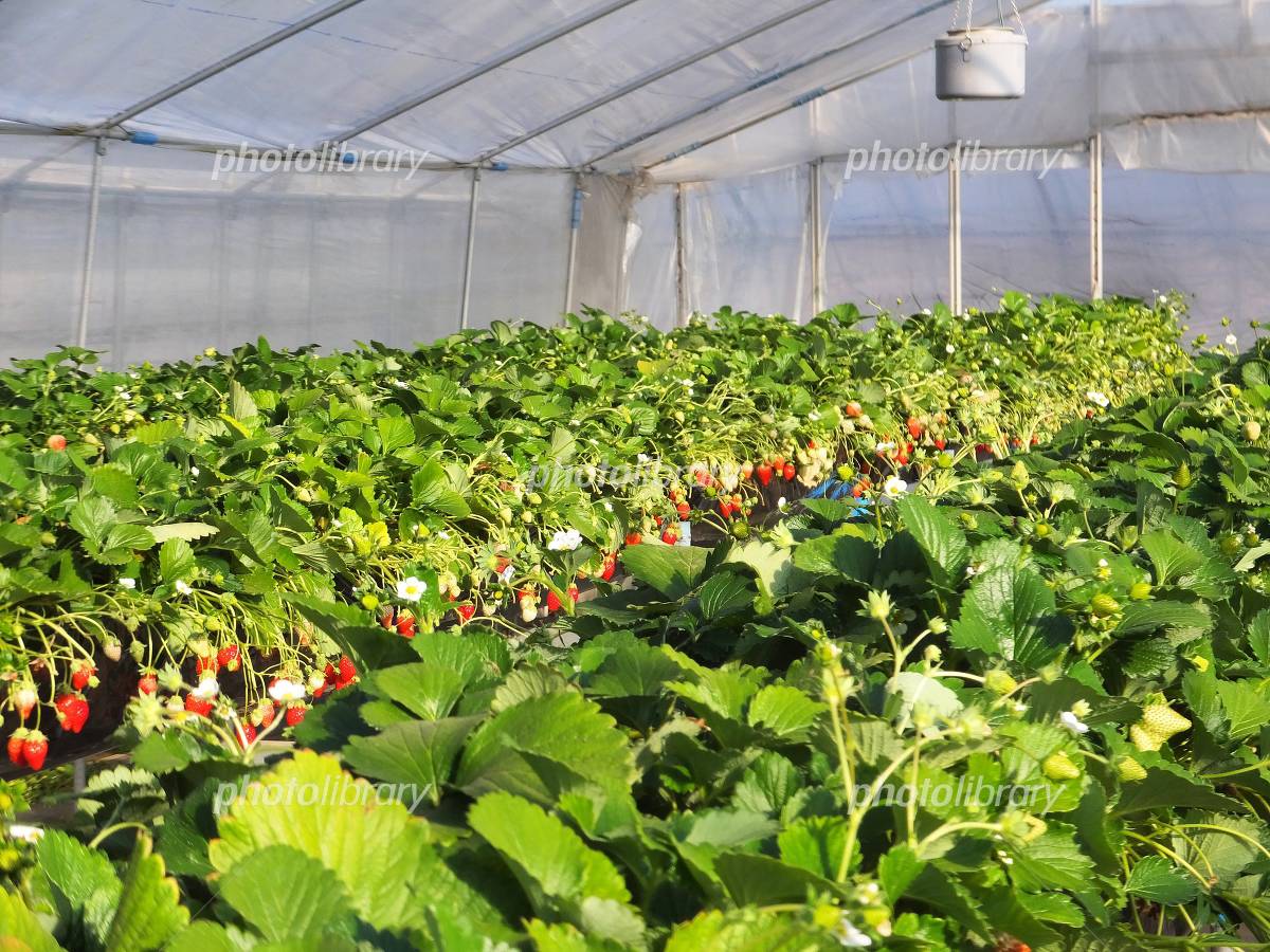 いちごハウス – サスティナブルな食を形に コートヤード